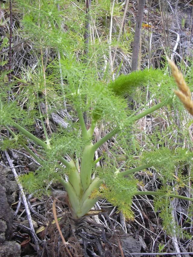 رازیانه Foeniculum vulgare 3